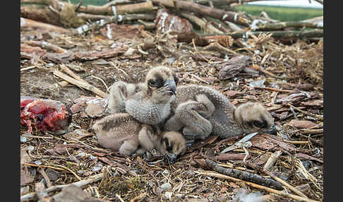 Fischadler (Pandion haliaetus)