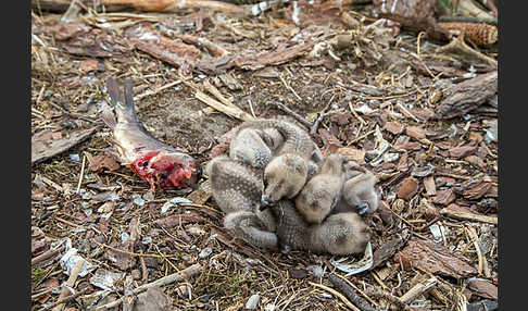 Fischadler (Pandion haliaetus)