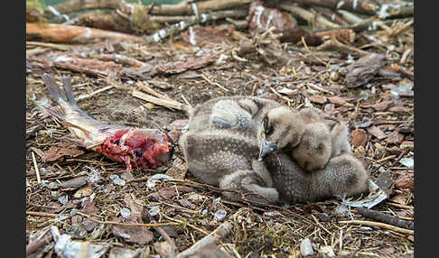 Fischadler (Pandion haliaetus)