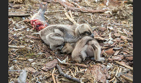 Fischadler (Pandion haliaetus)