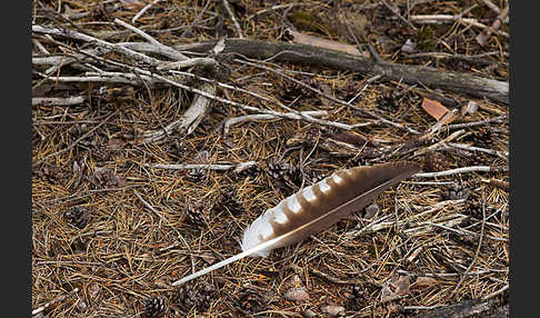 Fischadler (Pandion haliaetus)