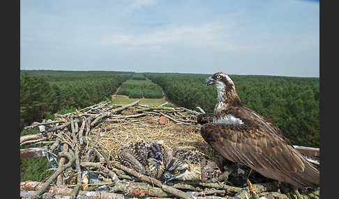 Fischadler (Pandion haliaetus)