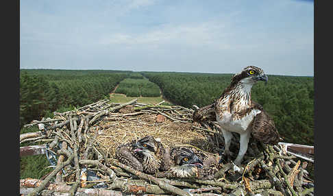 Fischadler (Pandion haliaetus)