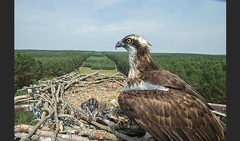 Fischadler (Pandion haliaetus)