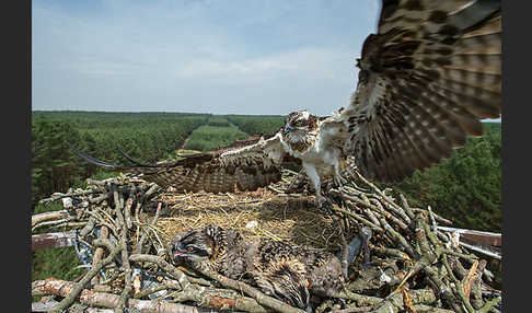 Fischadler (Pandion haliaetus)