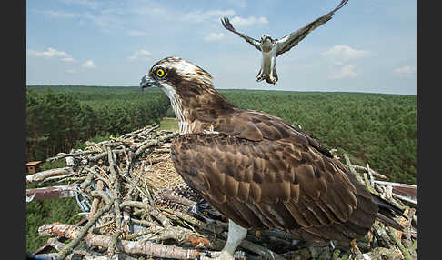 Fischadler (Pandion haliaetus)