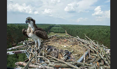 Fischadler (Pandion haliaetus)