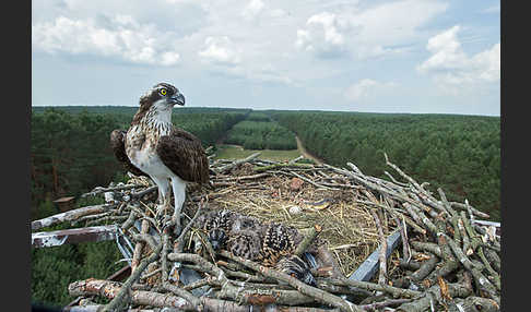 Fischadler (Pandion haliaetus)