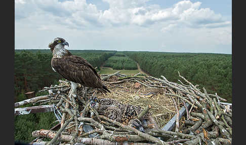 Fischadler (Pandion haliaetus)