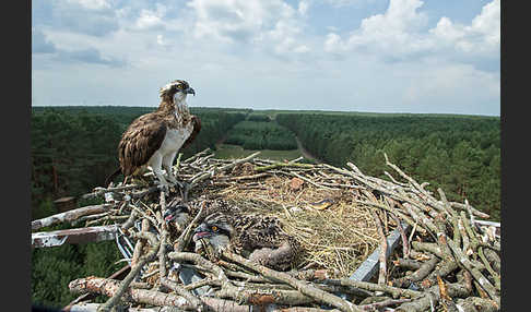 Fischadler (Pandion haliaetus)