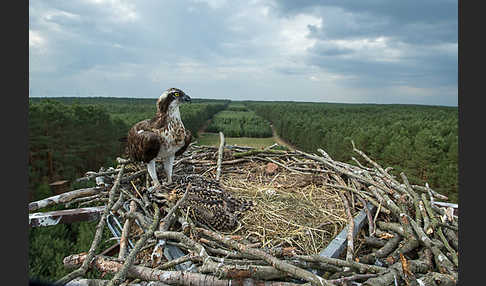 Fischadler (Pandion haliaetus)