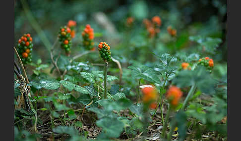 Gefleckter Aronstab (Arum maculatum)