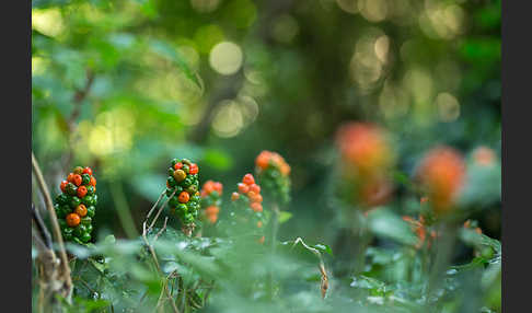 Gefleckter Aronstab (Arum maculatum)