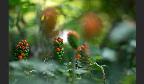 Gefleckter Aronstab (Arum maculatum)