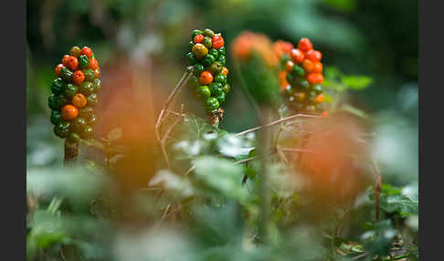 Gefleckter Aronstab (Arum maculatum)