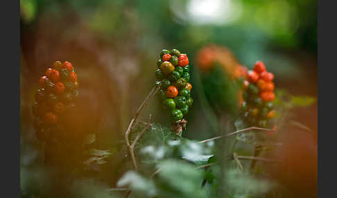 Gefleckter Aronstab (Arum maculatum)