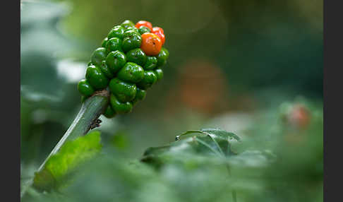 Gefleckter Aronstab (Arum maculatum)