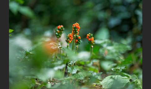 Gefleckter Aronstab (Arum maculatum)