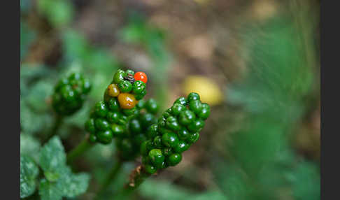 Gefleckter Aronstab (Arum maculatum)