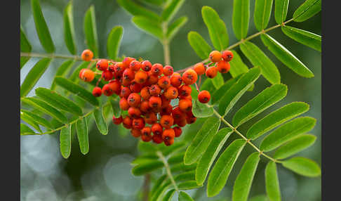 Eberesche (Sorbus aucuparia)