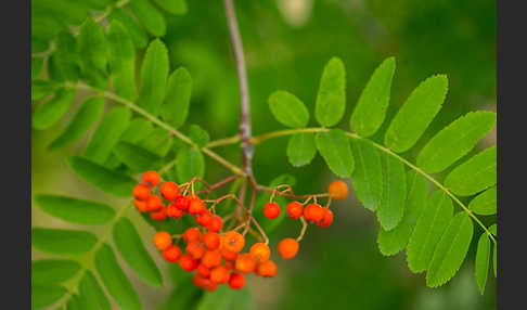 Eberesche (Sorbus aucuparia)