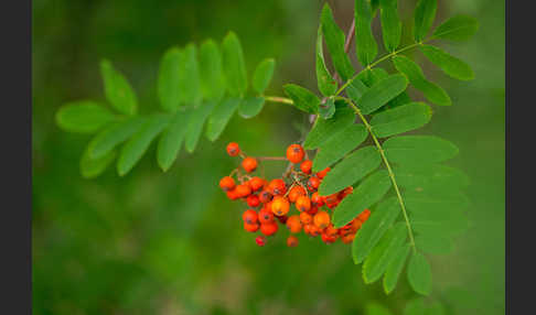 Eberesche (Sorbus aucuparia)