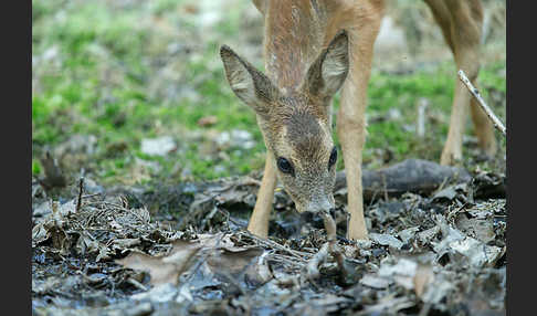 Rehwild (Capreolus capreolus)