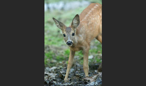 Rehwild (Capreolus capreolus)