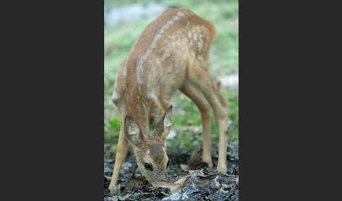 Rehwild (Capreolus capreolus)