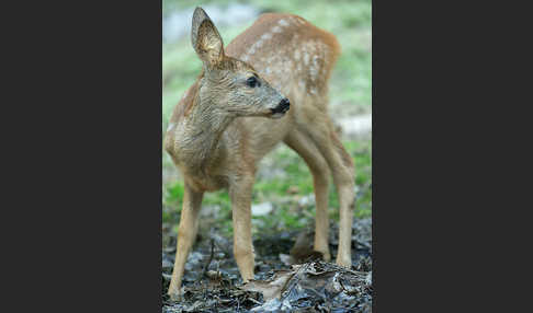 Rehwild (Capreolus capreolus)