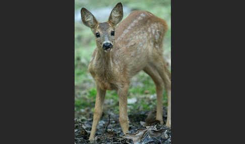 Rehwild (Capreolus capreolus)