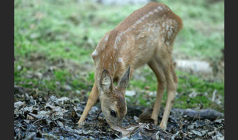 Rehwild (Capreolus capreolus)