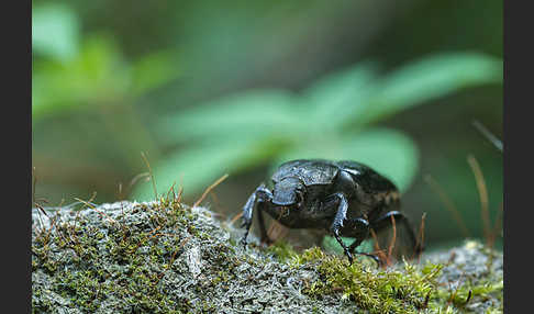 Juchtenkäfer (Osmoderma eremita)