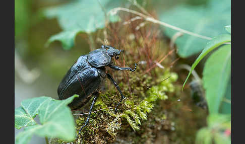 Juchtenkäfer (Osmoderma eremita)