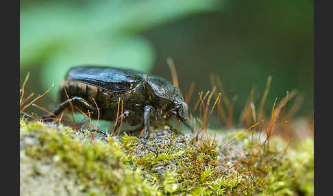 Juchtenkäfer (Osmoderma eremita)