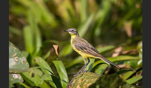 Wiesenschafstelze (Motacilla flava)