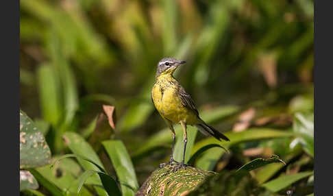 Wiesenschafstelze (Motacilla flava)