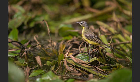 Wiesenschafstelze (Motacilla flava)