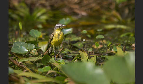 Wiesenschafstelze (Motacilla flava)