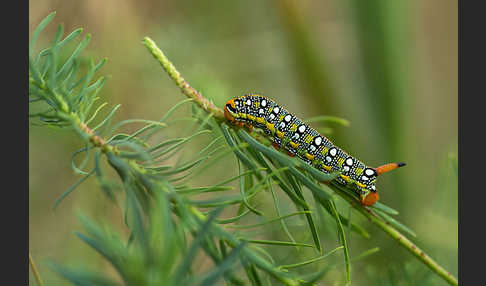 Wolfsmilchschwärmer (Hyles euphorbiae)