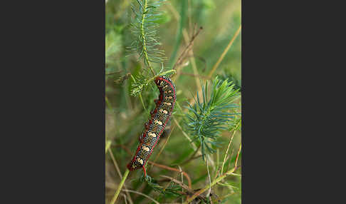 Wolfsmilchschwärmer (Hyles euphorbiae)