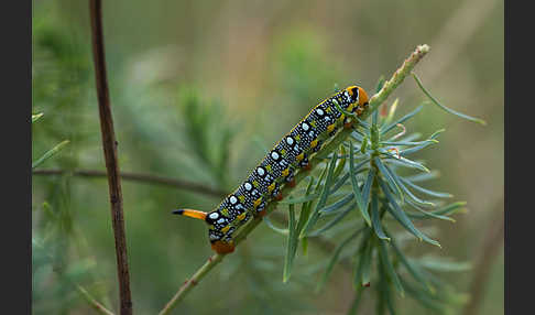 Wolfsmilchschwärmer (Hyles euphorbiae)