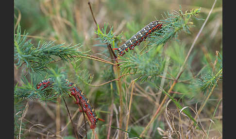 Wolfsmilchschwärmer (Hyles euphorbiae)