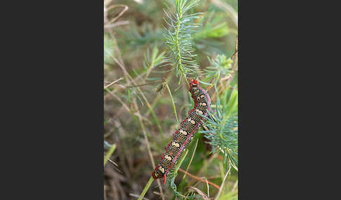 Wolfsmilchschwärmer (Hyles euphorbiae)