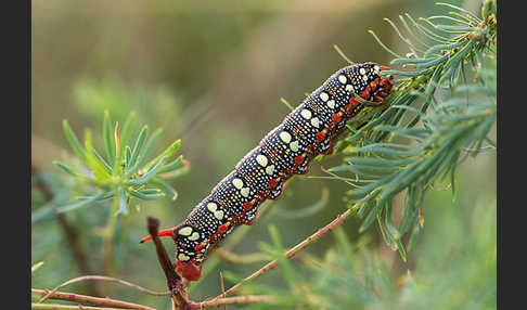 Wolfsmilchschwärmer (Hyles euphorbiae)