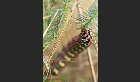 Wolfsmilchschwärmer (Hyles euphorbiae)