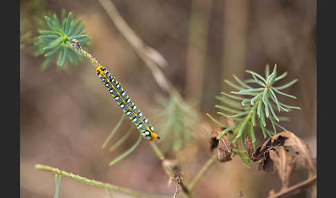 Wolfsmilchschwärmer (Hyles euphorbiae)