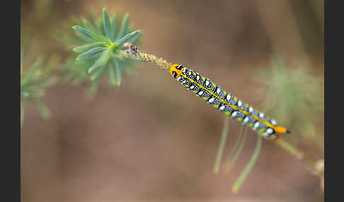 Wolfsmilchschwärmer (Hyles euphorbiae)