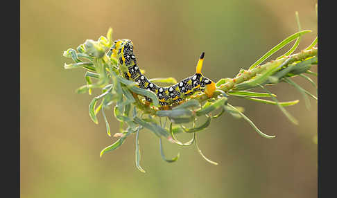 Wolfsmilchschwärmer (Hyles euphorbiae)