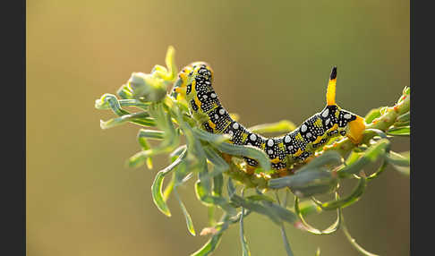 Wolfsmilchschwärmer (Hyles euphorbiae)